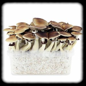 GT Magic Mushroom Spore Syringe with 24K Gold Infusion