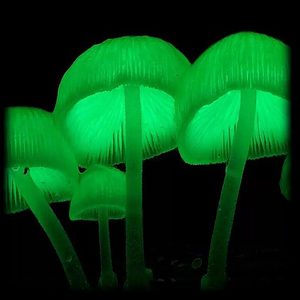 Glowing Teacher miraclefarmspores Magic Mushroom Magic Mushroom Spore Syringe with 24K Gold Infusion