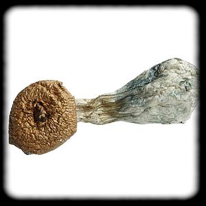 Golden Mammoth Magic Mushroom Magic Mushroom Spore Syringe with 24K Gold Infusion