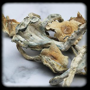 Gulf Coast Magic Mushroom Magic Mushroom Spore Syringe with 24K Gold Infusion