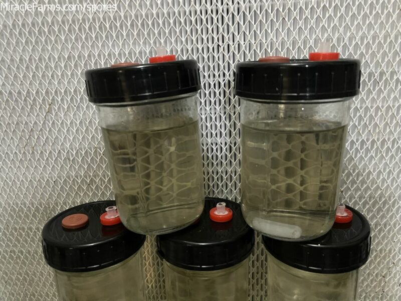 HQ autoclavable reusable 8oz Magic Mushroom Liquid Culture Grow Jars version 3 black edition grow 6 times faster IMG 3494 compress