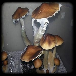 Hawaiian Magic Mushroom special 2 Magic Mushroom Spore Syringe with 24K Gold Infusion