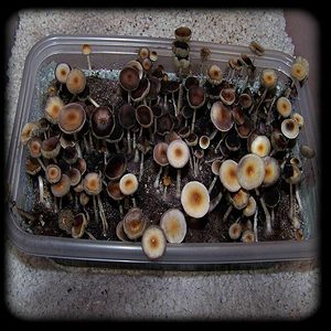 Hillbilly Magic Mushroom Magic Mushroom Spore Syringe with 24K Gold Infusion