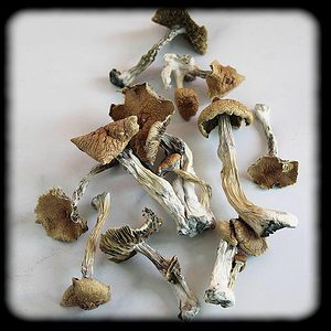 Huautla Oaxaca Magic Mushroom Magic Mushroom Spore Syringe with 24K Gold Infusion