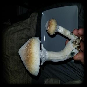 Jedi Mind Fuck Magic Mushroom Magic Mushroom Spore Syringe with 24K Gold Infusion