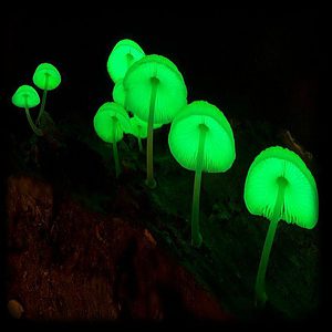 Luminous Lucy Magic Mushroom 2 Magic Mushroom Spore Syringe with 24K Gold Infusion