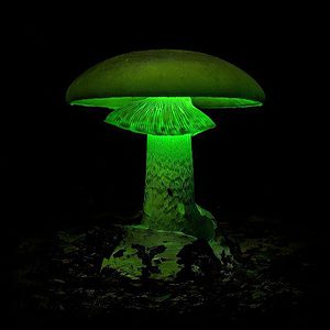 Luminous Lucy Magic Mushroom 3 Magic Mushroom Spore Syringe with 24K Gold Infusion