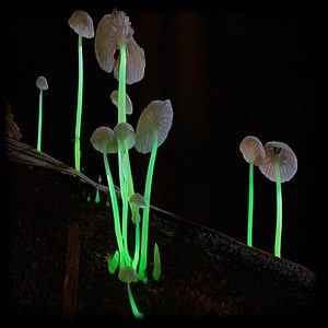 Luminous Lucy Magic Mushroom Magic Mushroom Spore Syringe with 24K Gold Infusion