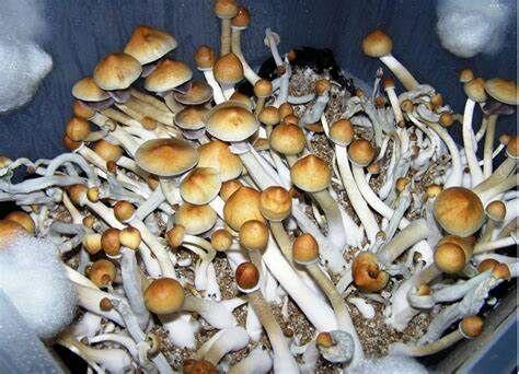 MAGIC MUSHROOM Alacabenzi Mushrooms