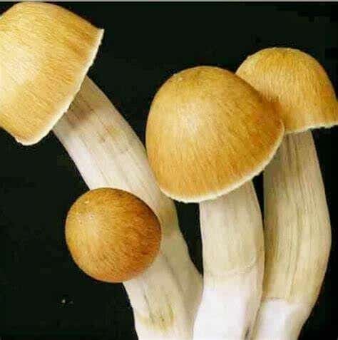 MAGIC MUSHROOM B Cubensis Mushroom