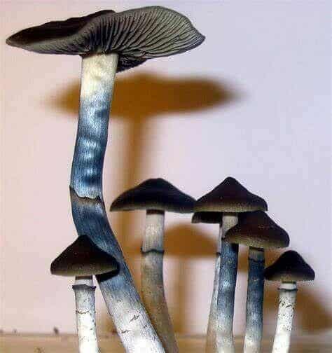 MAGIC MUSHROOM Blue Meanies Mushroom