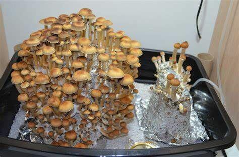 MAGIC MUSHROOM Cambodian Mushrooms
