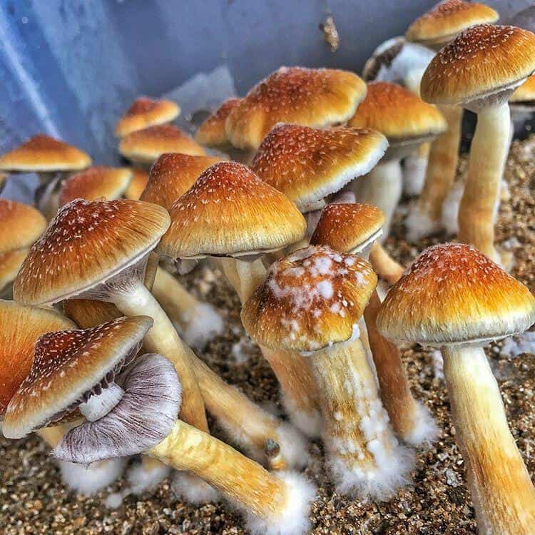 MAGIC MUSHROOM Golden Teacher Mushrooms