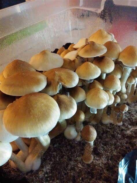 MAGIC MUSHROOM PF Classic Mushroom
