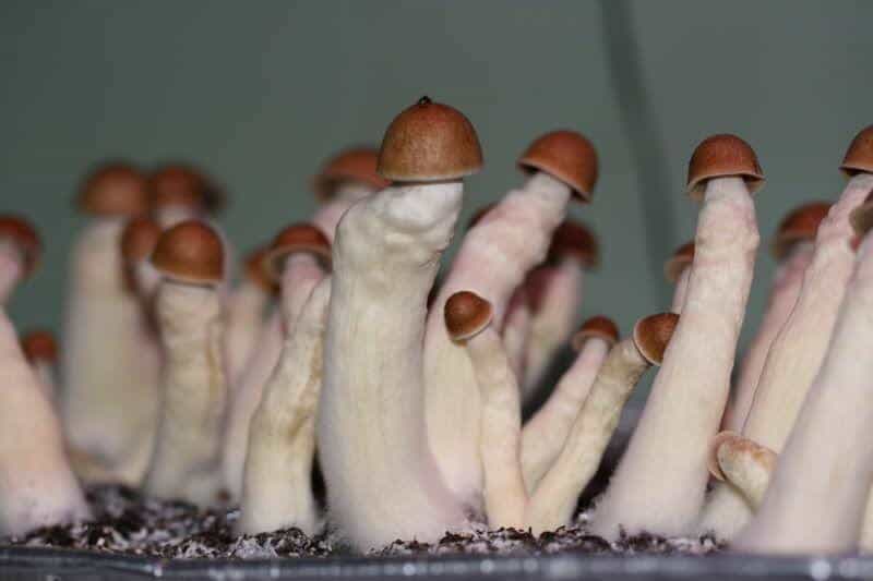 MAGIC MUSHROOM Penis Envy Mushrooms