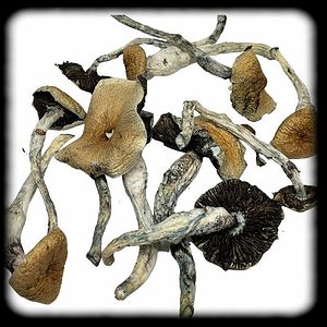 McKennaii Magic Mushroom Magic Mushroom Spore Syringe with 24K Gold Infusion