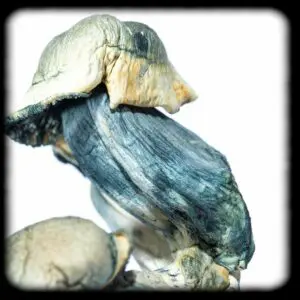 Melmac Magic Mushroom Magic Mushroom Spore Syringe with 24K Gold Infusion