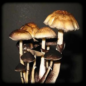 Menace Magic Mushroom.jpeg Magic Mushroom Spore Syringe with 24K Gold Infusion