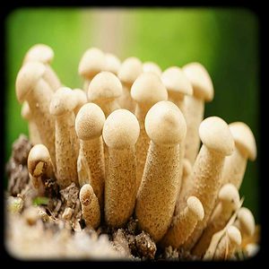 Mexican Albino Magic Mushroom Magic Mushroom Spore Syringe with 24K Gold Infusion