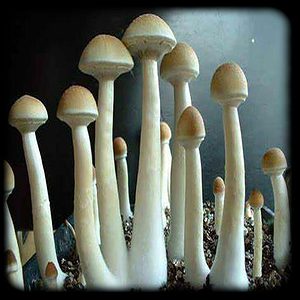 Nepal Chitwan Magic Mushroom Magic Mushroom Spore Syringe with 24K Gold Infusion