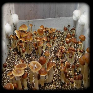 Oak Ridge Magic Mushroom Magic Mushroom Spore Syringe with 24K Gold Infusion