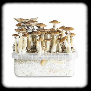 PF Classic Magic Mushroom Magic Mushroom Spore Syringe with 24K Gold Infusion