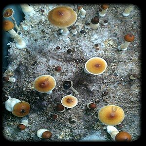 PF Redspore Magic Mushroom Magic Mushroom Spore Syringe with 24K Gold Infusion