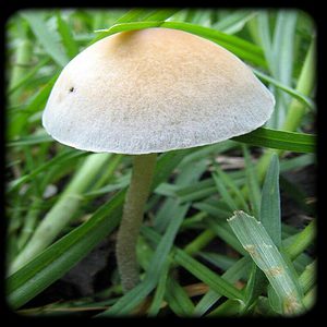 Panaeolus Cyanescens Mezcala Magic Mushroom Magic Mushroom Spore Syringe with 24K Gold Infusion