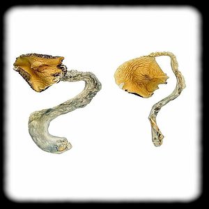 Panama Magic Mushroom Magic Mushroom Spore Syringe with 24K Gold Infusion