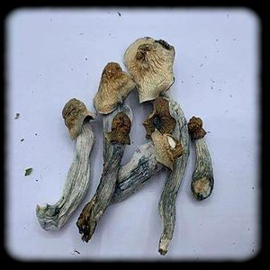 Penis Envy 6 Magic Mushroom Magic Mushroom Spore Syringe with 24K Gold Infusion