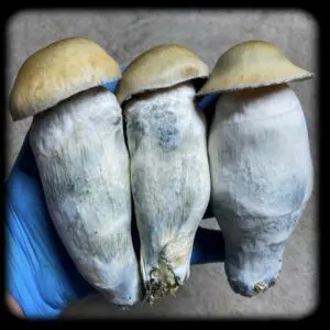Penis Envy Magic Mushroom special Magic Mushroom Spore Syringe with 24K Gold Infusion