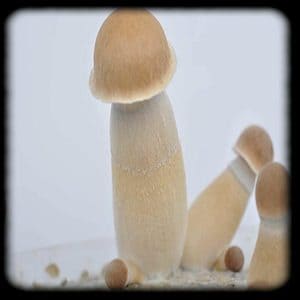 Penis Envy Uncut Magic Mushroom Magic Mushroom Spore Syringe with 24K Gold Infusion