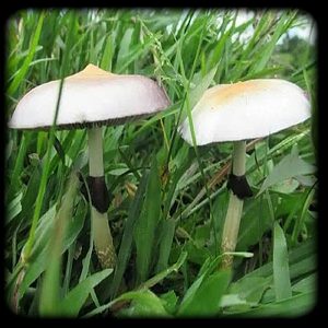 Peruvian Magic Mushroom 2 Magic Mushroom Spore Syringe with 24K Gold Infusion