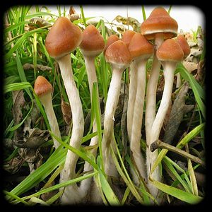 Psilocybe Azurescens Magic Mushrom Magic Mushroom Spore Syringe with 24K Gold Infusion