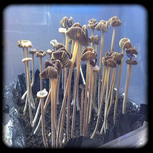 Psilocybe Tampanensis 7 Magic Mushroom Spore Syringe with 24K Gold Infusion