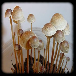 Psilocybe Tampanensis Florida by MiracleFarms.org Psilocybe Tampanensis Magic Mushroom Spore Syringe with 24K Gold Infusion