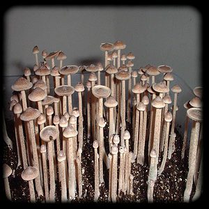 Psilocybe Tampanensis Magic Mushroom Spore Syringe with 24K Gold Infusion