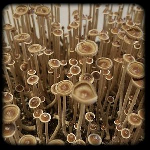 Psilocybe Tampanensis magic mushroom special Magic Mushroom Spore Syringe with 24K Gold Infusion