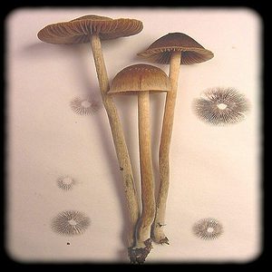 Psilocybe tampanensis is a very rare psychedelic mushroom in the family Hymenogastraceae. Magic Mushroom Spore Syringe with 24K Gold Infusion