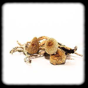 Rusty Whyte Magic Mushroom Magic Mushroom Spore Syringe with 24K Gold Infusion