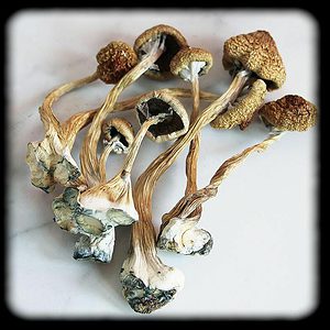 South African Transkei magic mushroom Magic Mushroom Spore Syringe with 24K Gold Infusion