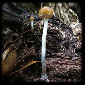Tasmanian Magic Mushroom Magic Mushroom Spore Syringe with 24K Gold Infusion