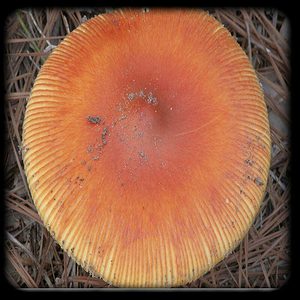 Texas Orange Cap Magic Mushroom Magic Mushroom Spore Syringe with 24K Gold Infusion