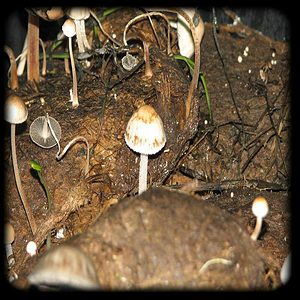 Thai Magic Mushroom Magic Mushroom Spore Syringe with 24K Gold Infusion
