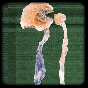 Tidal Wave Magic Mushroom Magic Mushroom Spore Syringe with 24K Gold Infusion
