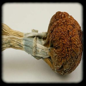 Trans Envy Magic Mushroom special Magic Mushroom Spore Syringe with 24K Gold Infusion