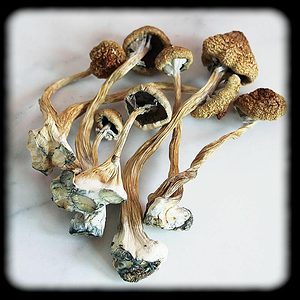 Transkei Magic Mushroom Magic Mushroom Spore Syringe with 24K Gold Infusion
