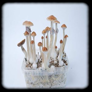 Treasure Coast Magic Mushroom Magic Mushroom Spore Syringe with 24K Gold Infusion