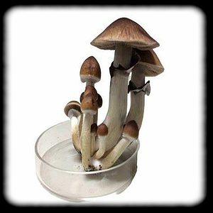 Trinity Magic Mushroom Magic Mushroom Spore Syringe with 24K Gold Infusion