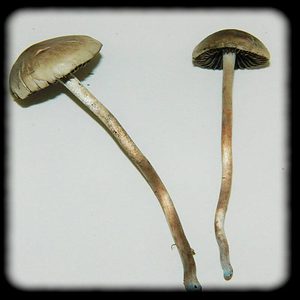 U.S. Virgin Islands Magic Mushroom Magic Mushroom Spore Syringe with 24K Gold Infusion
